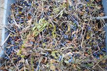 Load image into Gallery viewer, Organic Wild Blueberry Topping
