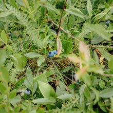 Charger l&#39;image dans la galerie, Organic Wild Blueberry Topping
